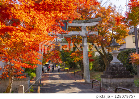 秋の京都 鷺森神社 圧巻の紅葉のトンネル 秋の京都 鷺森神社 圧巻の紅葉のトンネル 128079757