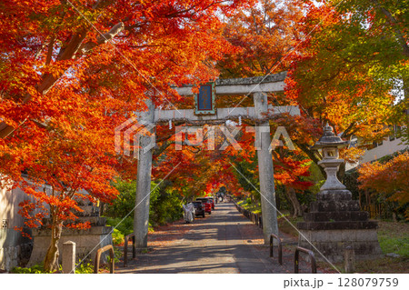 秋の京都　鷺森神社　圧巻の紅葉のトンネル 128079759