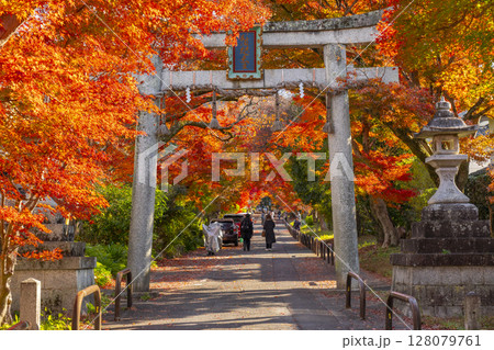 秋の京都　鷺森神社　圧巻の紅葉のトンネル 128079761