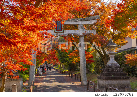 秋の京都 鷺森神社 圧巻の紅葉のトンネル 秋の京都 鷺森神社 圧巻の紅葉のトンネル 128079762
