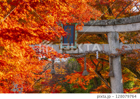 秋の京都 鷺森神社 圧巻の紅葉のトンネル 秋の京都 鷺森神社 圧巻の紅葉のトンネル 128079764