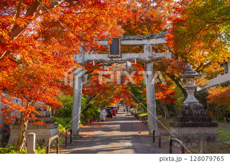 秋の京都　鷺森神社　圧巻の紅葉のトンネル 128079765