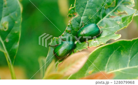 アボカドの葉を食べるコガネムシ科のアオドウガネ アボカドの葉を食べるコガネムシ科のアオドウガネ 128079968