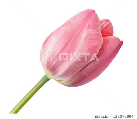 Tulip Flower 128079994