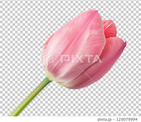 Tulip Flower 128079994
