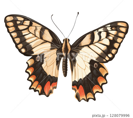 Butterfly Illustration 128079996