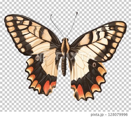 Butterfly Illustration 128079996