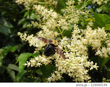 満開のトウネズミモチの花に来た「キムネクマバチ」 満開のトウネズミモチの花に来た「キムネクマバチ」 128080148