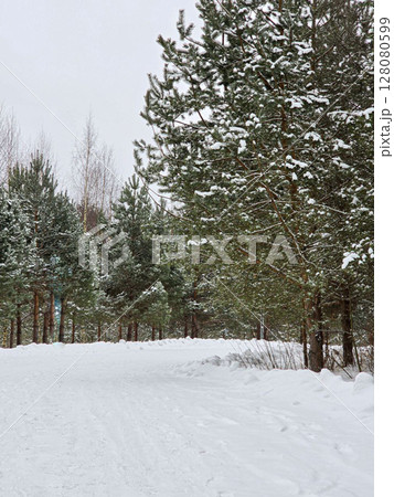 winter forest 128080599