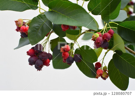 カラフルなジューンベリーの実 カラフルなジューンベリーの実 128080707