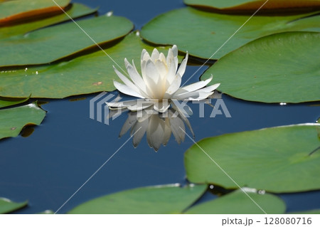 池の水面に影を映す姿が美しい白い睡蓮 128080716