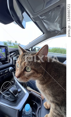 岡谷ジャンクション付近をドライブするキジトラ猫 岡谷ジャンクション付近をドライブするキジトラ猫 128080721