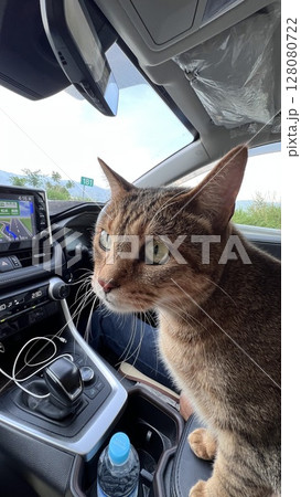 岡谷ジャンクション付近をドライブするキジトラ猫 128080722