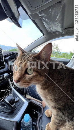 岡谷ジャンクション付近をドライブするキジトラ猫 岡谷ジャンクション付近をドライブするキジトラ猫 128080723