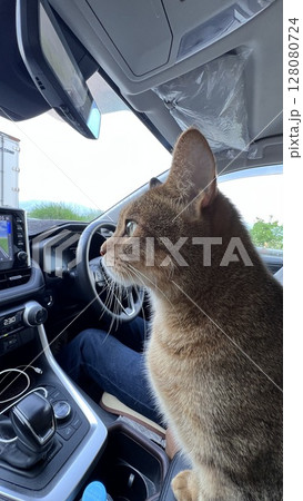 岡谷ジャンクション付近をドライブするキジトラ猫 岡谷ジャンクション付近をドライブするキジトラ猫 128080724