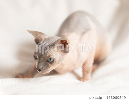 Portrait of sphinx cat on white background Portrait of sphinx cat on white background 128080849