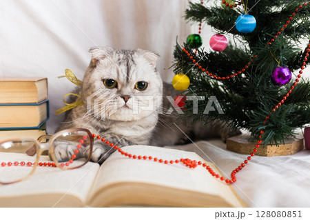 Curious gray cat lying next to books and Christmas tree Curious gray cat lying next to books and Christmas tree 128080851