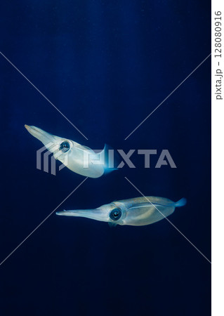 泳ぐイカ 128080916