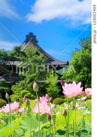信濃国分寺の蓮 128081409