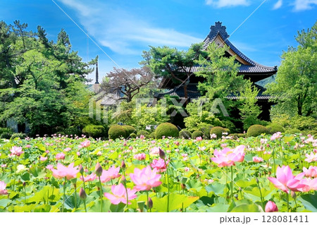 信濃国分寺の蓮 128081411