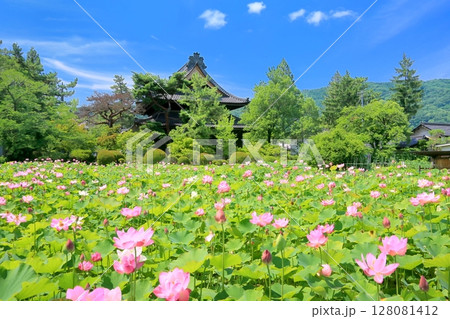 信濃国分寺の蓮 128081412