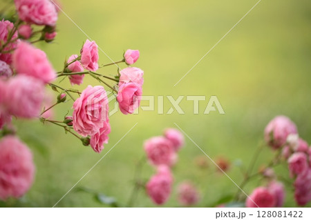 かわいいピンクのバラの花 かわいいピンクのバラの花 128081422