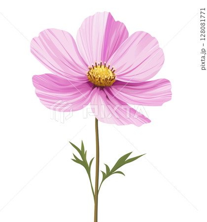 Pink Cosmos Flower Illustration 128081771