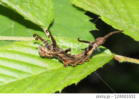 ウコンカギバの幼虫 ウコンカギバの幼虫 128081832