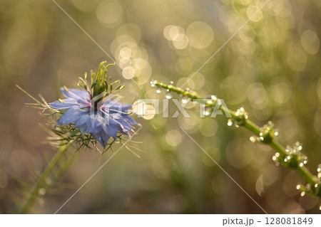 水滴でキラキラのニゲラ 128081849