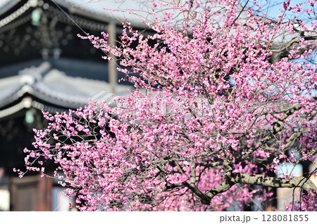 興正寺の紅白　梅の木 128081855