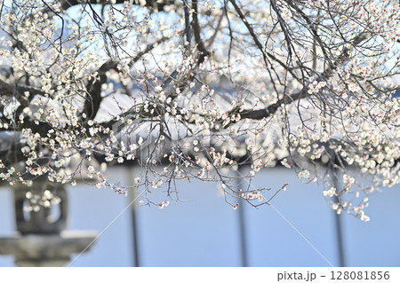 興正寺の紅白　梅の木 128081856