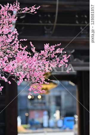 興正寺の紅白　梅の木 128081857