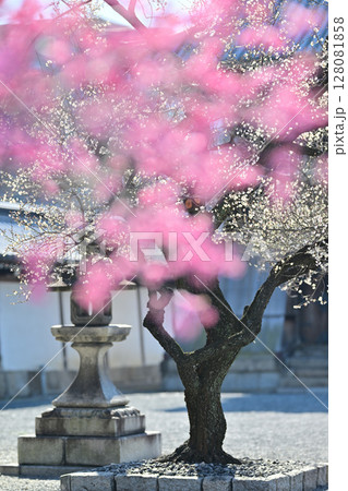 興正寺の紅白　梅の木 128081858