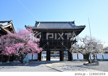 興正寺の紅白　梅の木 128081859