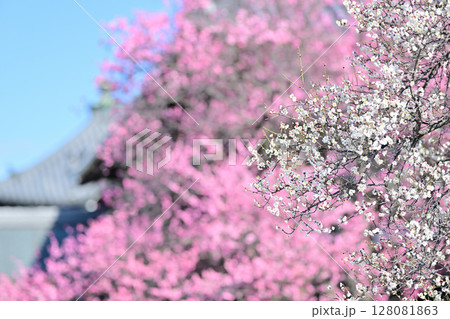 興正寺の紅白　梅の木 128081863