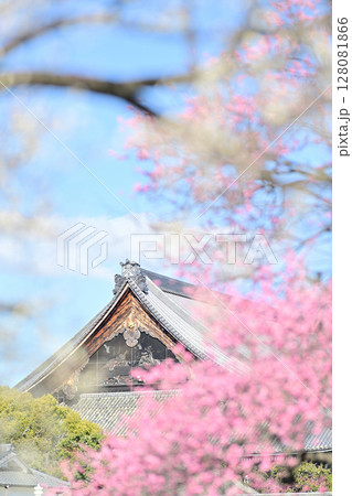 興正寺の紅白 梅の木 興正寺の紅白 梅の木 128081866