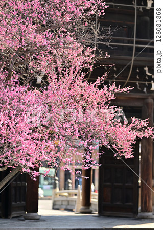 興正寺の紅白　梅の木 128081868