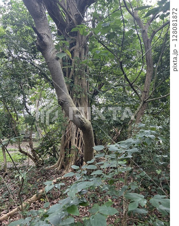 台湾の台北市の公園、芝山巌に生えている根がしっかりした木です。 128081872