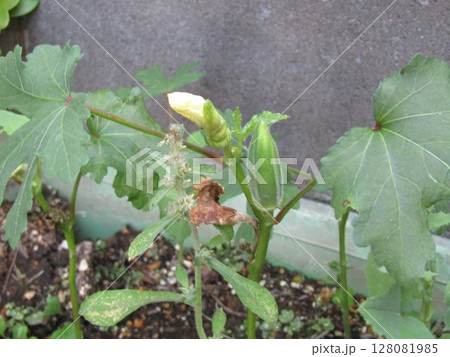 プランターに植えられたオクラの蕾 プランターに植えられたオクラの蕾 128081985
