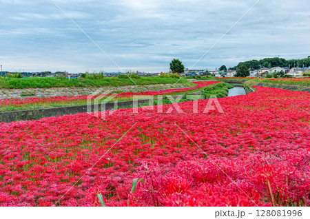 矢勝川の彼岸花 128081996