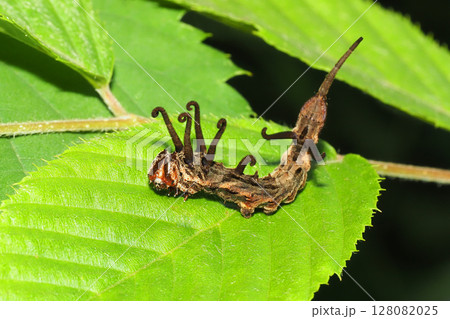 ウコンカギバの幼虫 ウコンカギバの幼虫 128082025