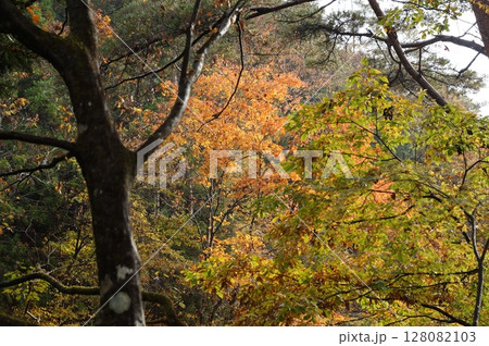 山間の紅葉 128082103