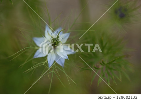 青色のニゲラ 128082132