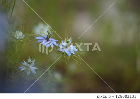 青色のニゲラ 128082133
