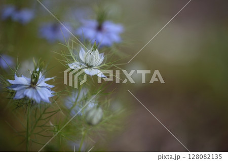 青色のニゲラ 128082135