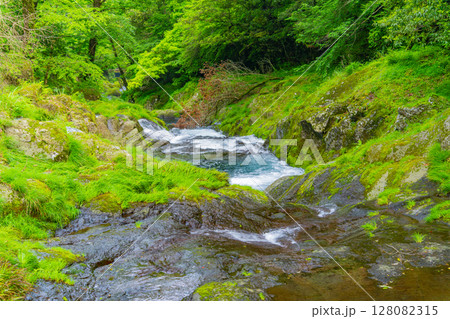 （熊本県）菊池渓谷　四十三万滝 128082315