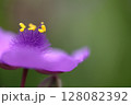 ムラサキツユクサの花のアップ 128082392