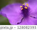 ムラサキツユクサの花のアップ 128082393