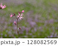 カッコウセンノウの花のアップ 128082569