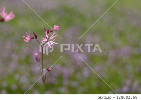 カッコウセンノウの花のアップ 128082569